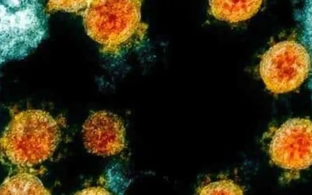 T-cells can fight Omicron when antibodies fail to, Australian researchers say