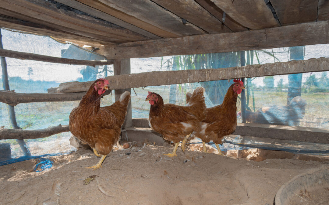 Chicken Coop